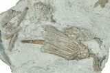 Fossil Crinoid Plate (Four Species) - Indiana #326045-1
